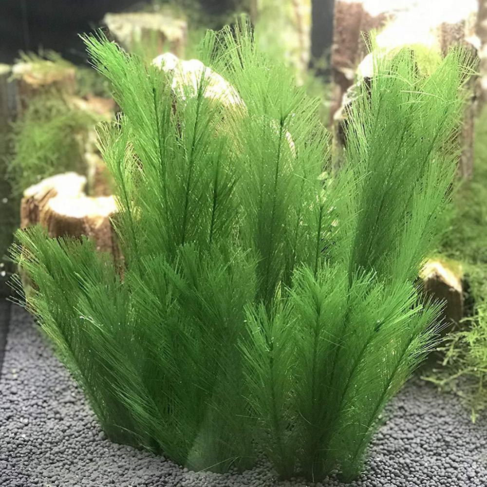 1/3Pcs 28/40cm Aquarium Fish T - Aquarium Plant Live 评论和价格