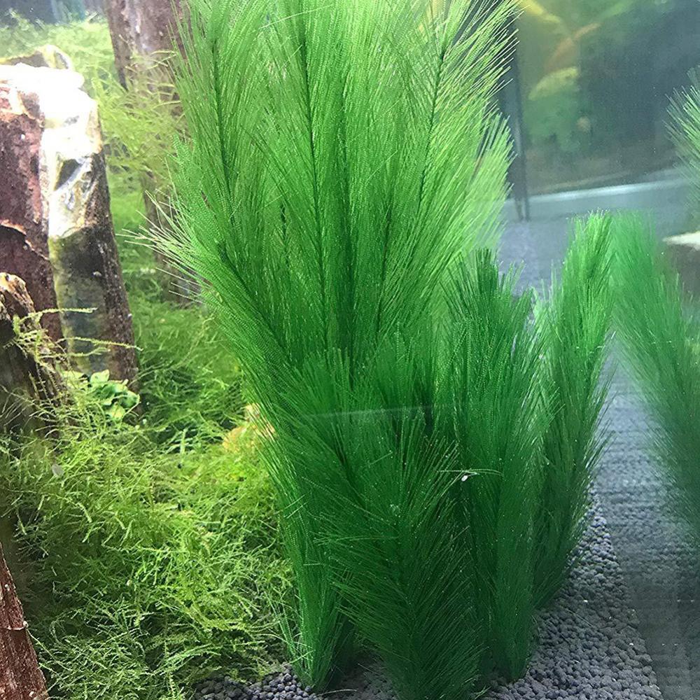 1/3Pcs 28/40cm Aquarium Fish T - Aquarium Plant Live 评论和价格