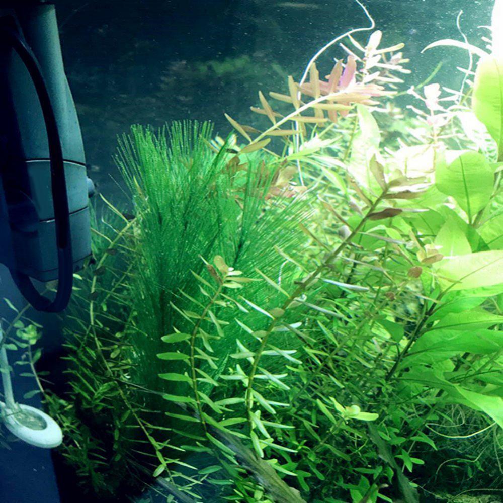 1/3Pcs 28/40cm Aquarium Fish T - Aquarium Plant Live 评论和价格
