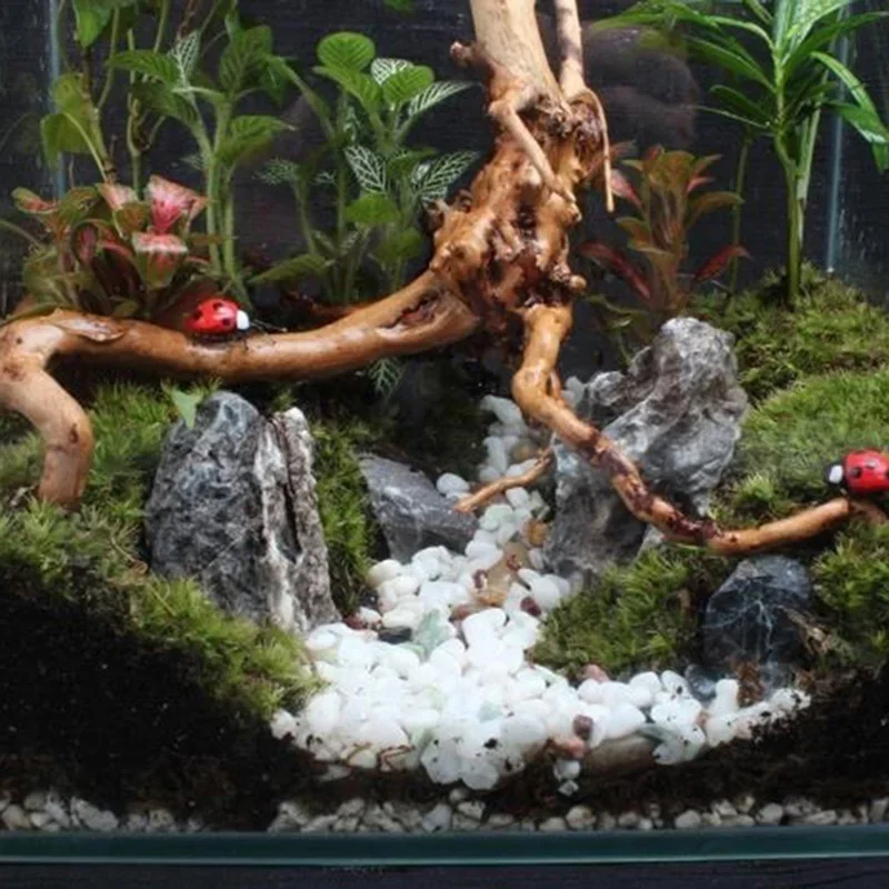 Natural Tree Trunk Driftwood A - Aquarium Plant Live 评论和价格