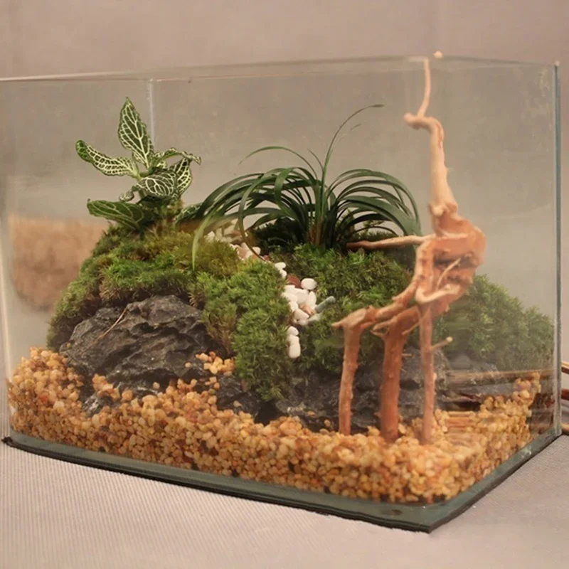 Natural Tree Trunk Driftwood A - Aquarium Plant Live 评论和价格