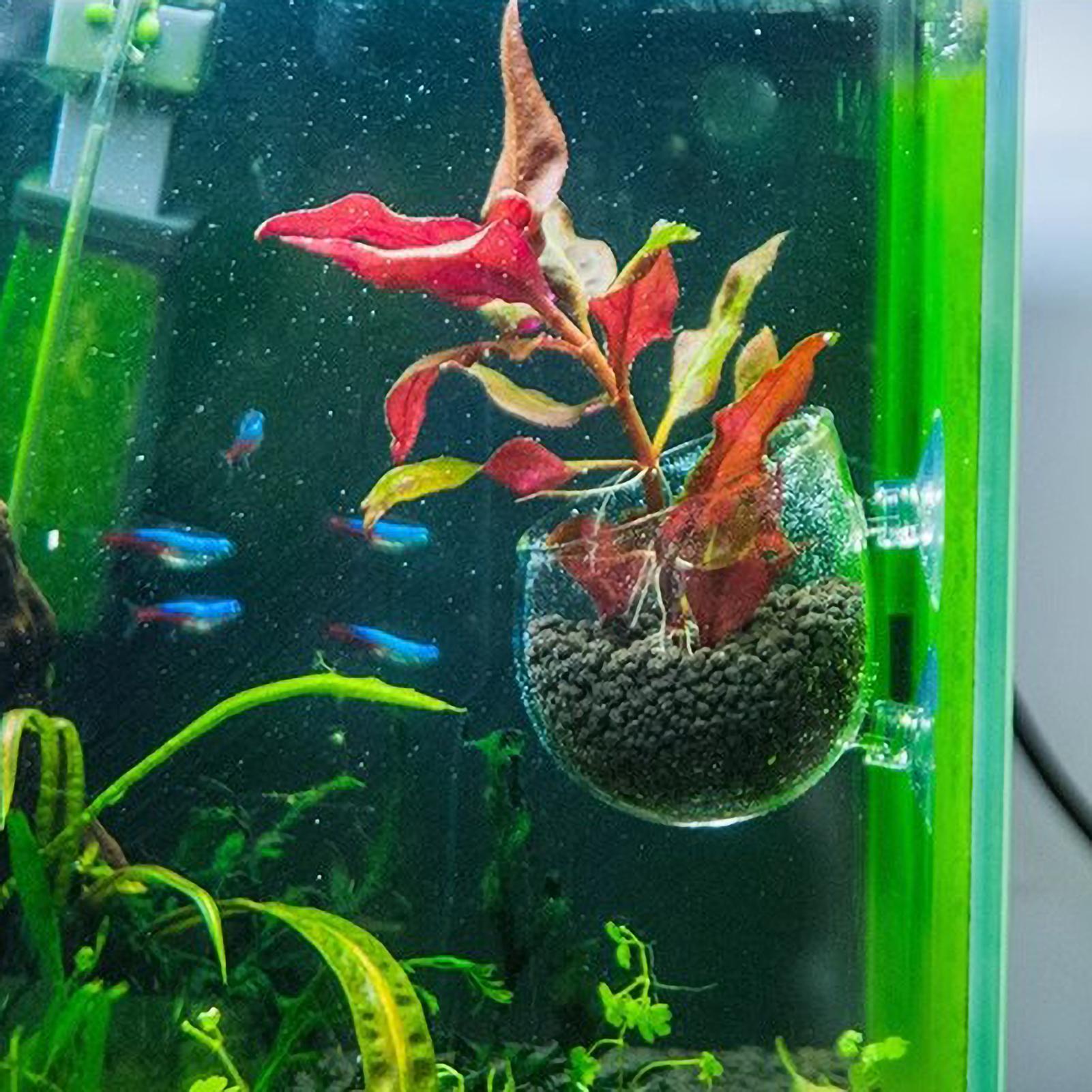 Aquarium Plant Holder Glass Aq - Aquarium Plant Gel 评论和价格