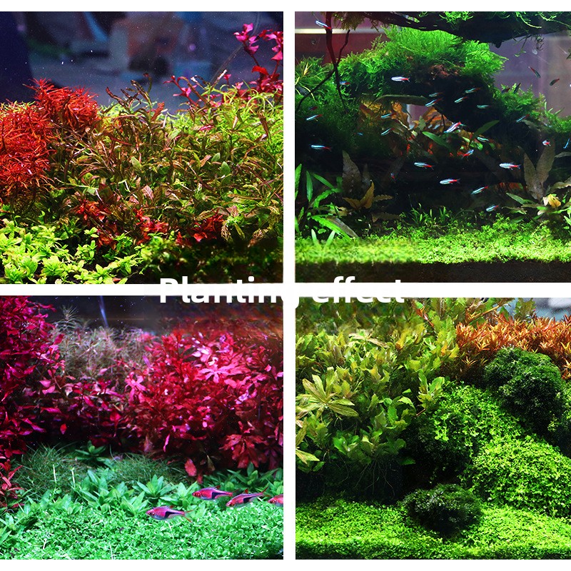 SYSENCIAGA Planted Aquarium Su - Aquarium Planted Tank 评论和价格