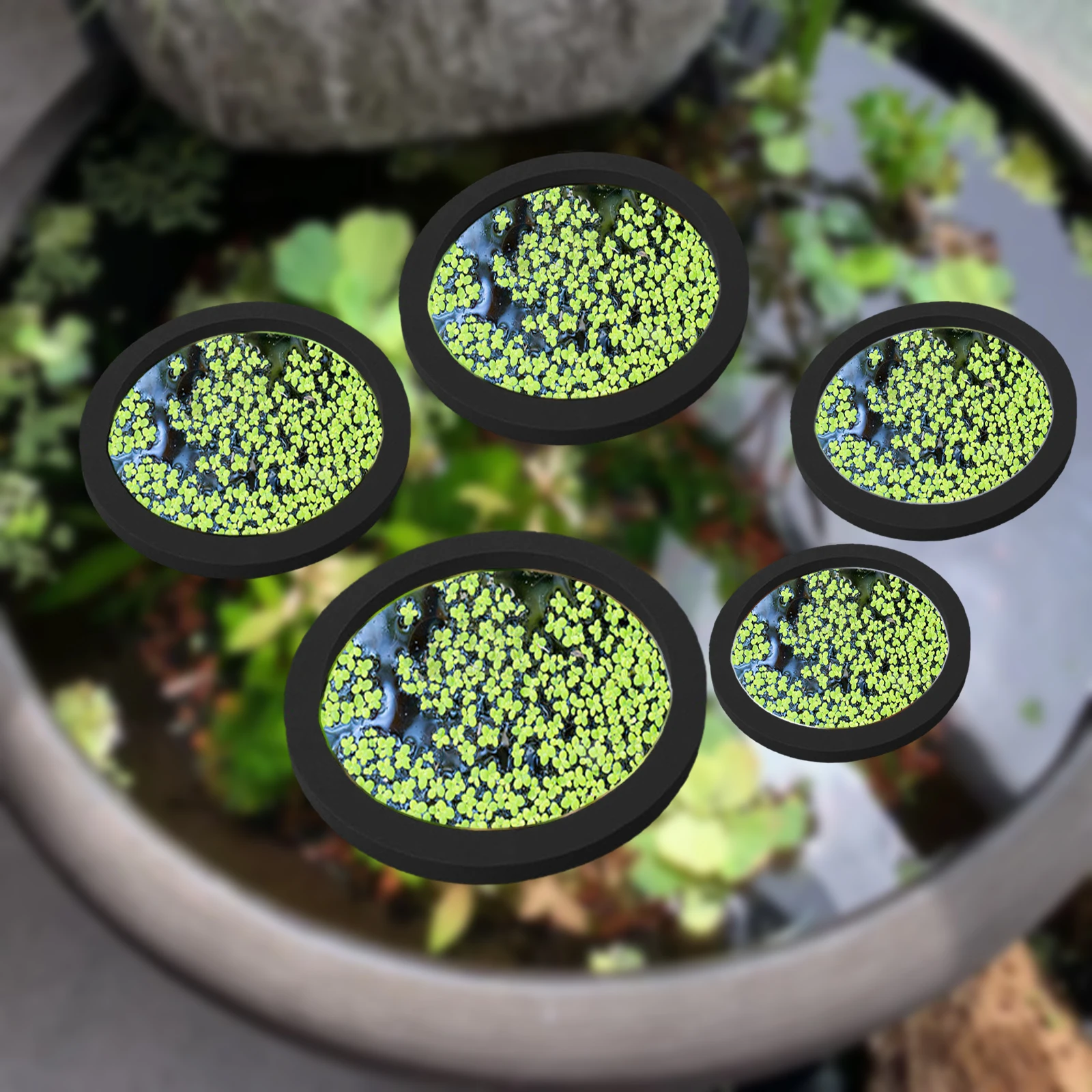 5Pcs EVA Fish Feeding Ring Aqu - Aquarium Planted Tank 评论和价格