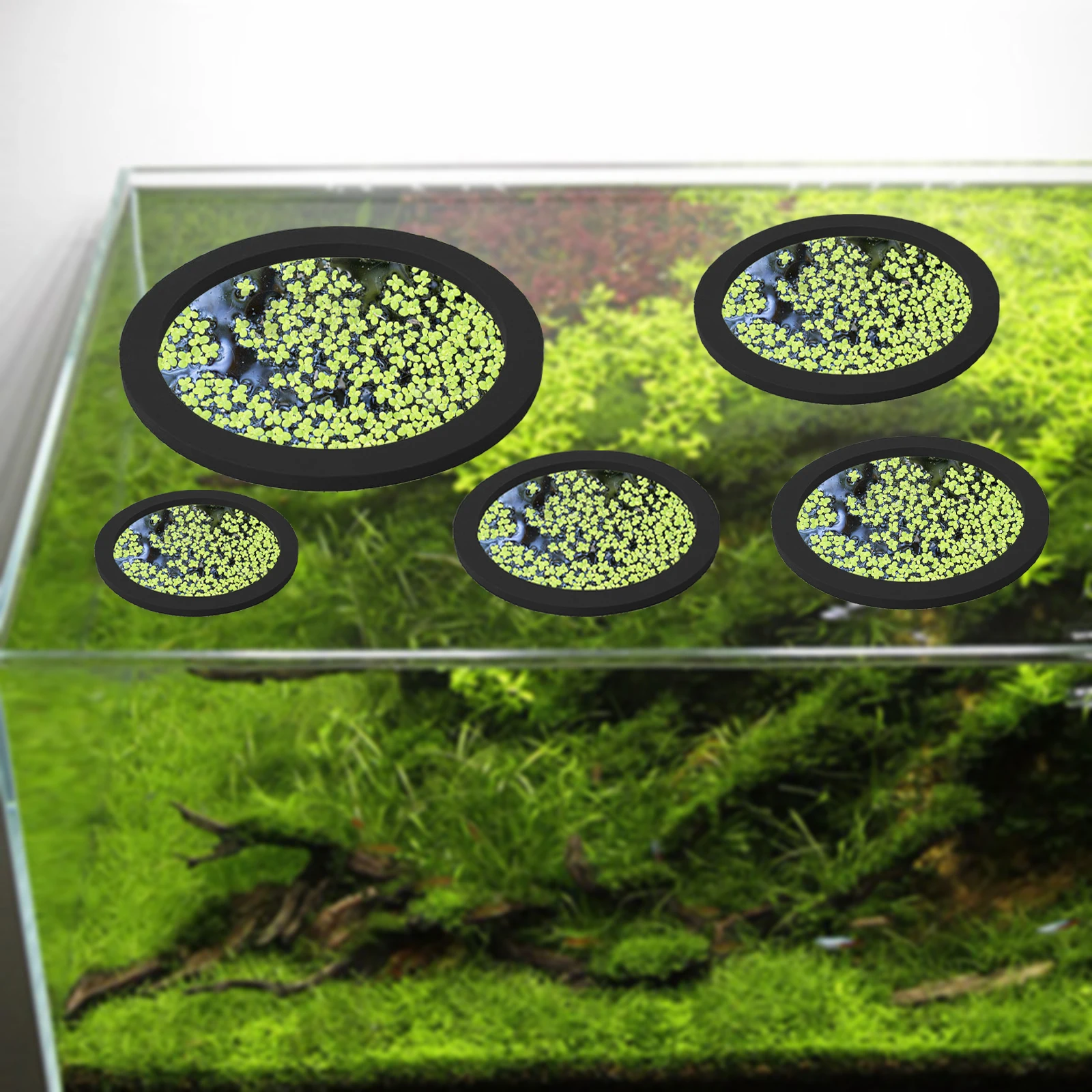 5Pcs EVA Fish Feeding Ring Aqu - Aquarium Planted Tank 评论和价格