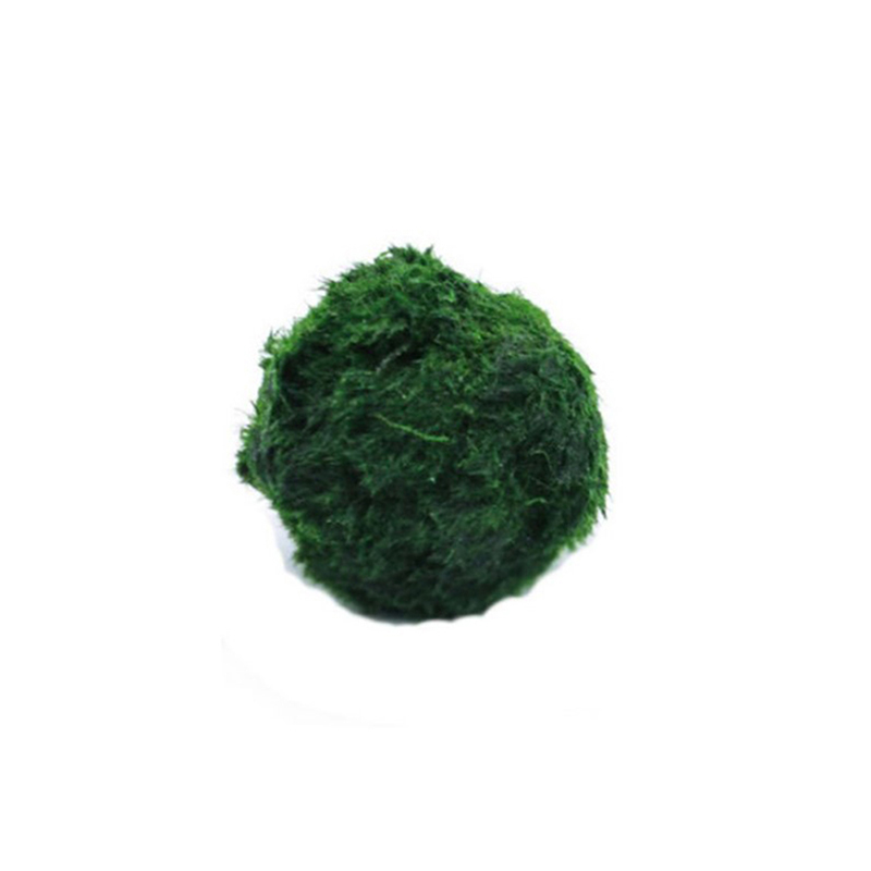 Marimo Moss Balls Live Aquariu - Planted Aquarium Maintenance 评论和价格