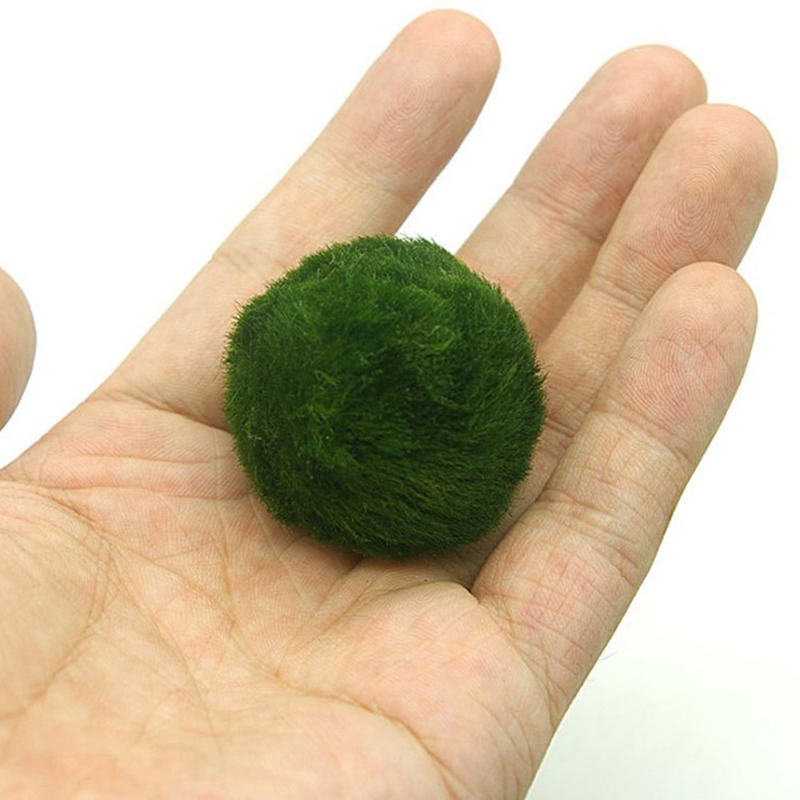 Marimo Moss Balls Live Aquariu - Planted Aquarium Maintenance 评论和价格