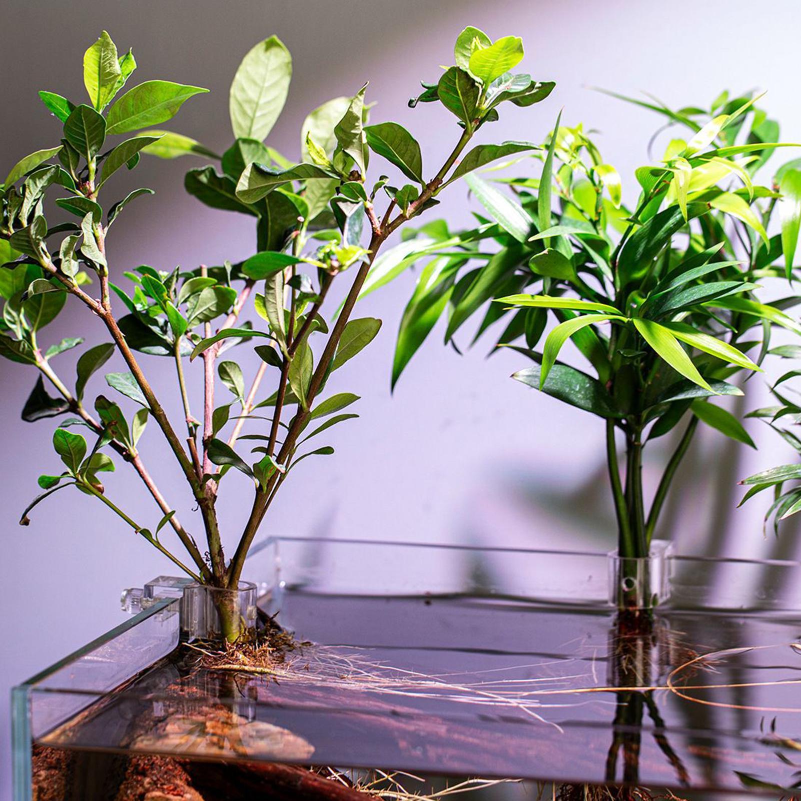 Plant Holder For Aquarium 6 Pi - Aquarium Plant Live 评论和价格