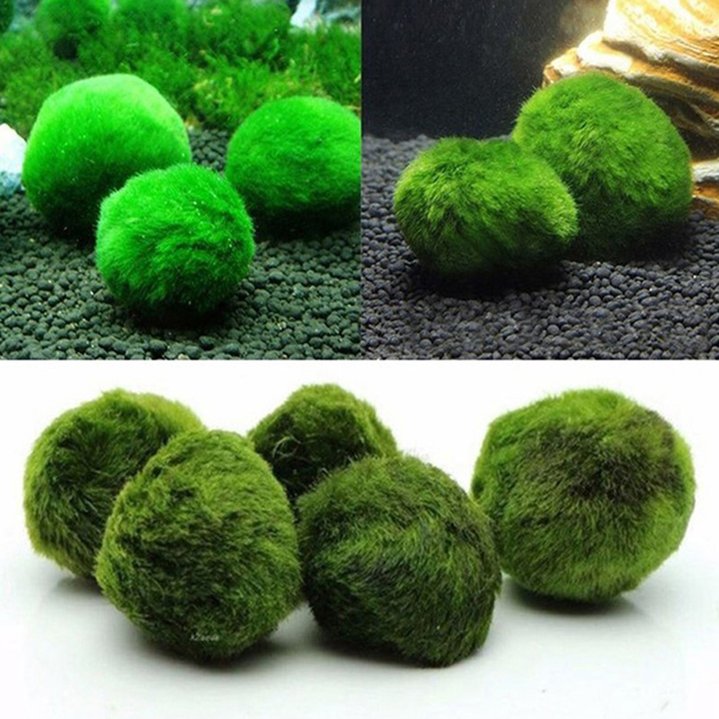 Live Marimo Moss Balls 3-4cm G - Planted Aquarium Maintenance 评论和价格