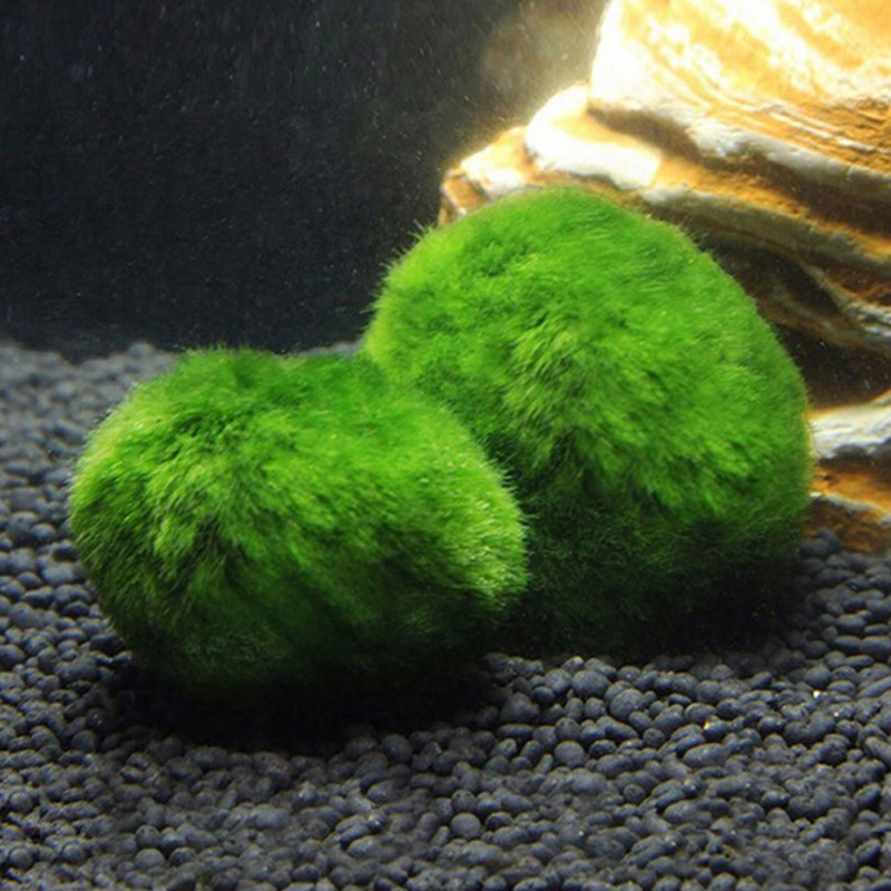 Live Marimo Moss Balls 3-4cm G - Planted Aquarium Maintenance 评论和价格