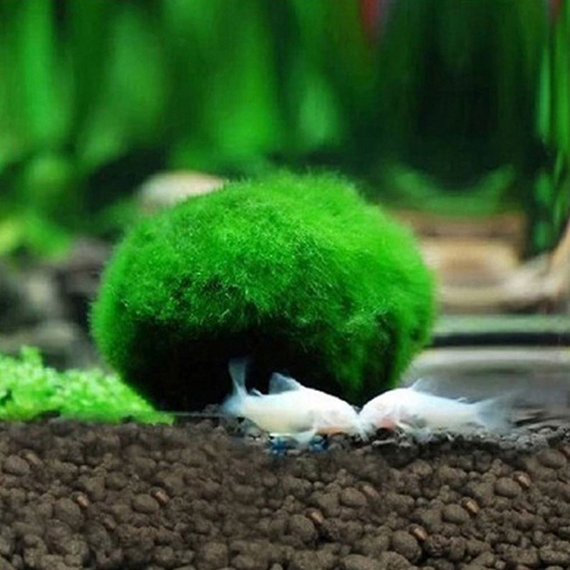 Live Marimo Moss Balls 3-4cm G - Planted Aquarium Maintenance 评论和价格